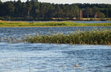 doğa Altaya güzel sonbahar