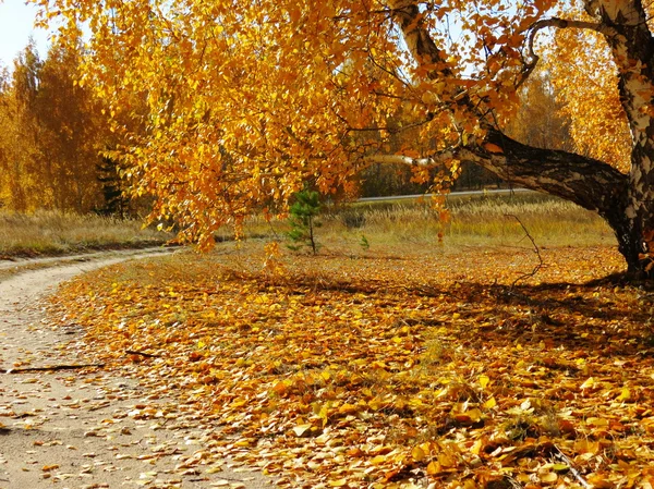 Алтая красивая осень — стоковое фото
