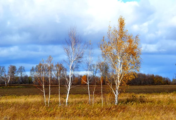 Steepe Altaï automne — Photo