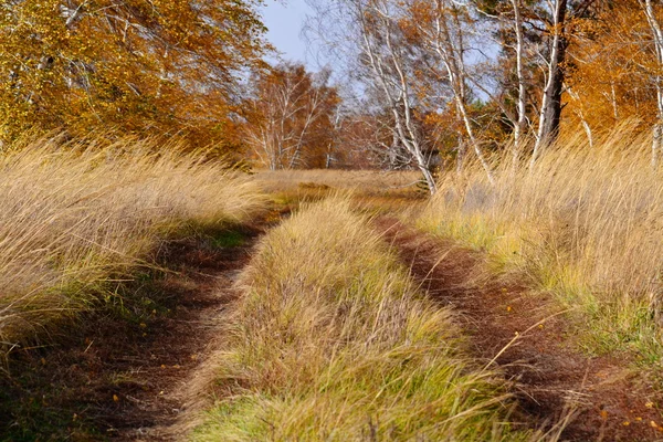 Jyrkkä Altai syksy — kuvapankkivalokuva