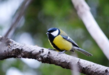 kuşlar bozkır Altay