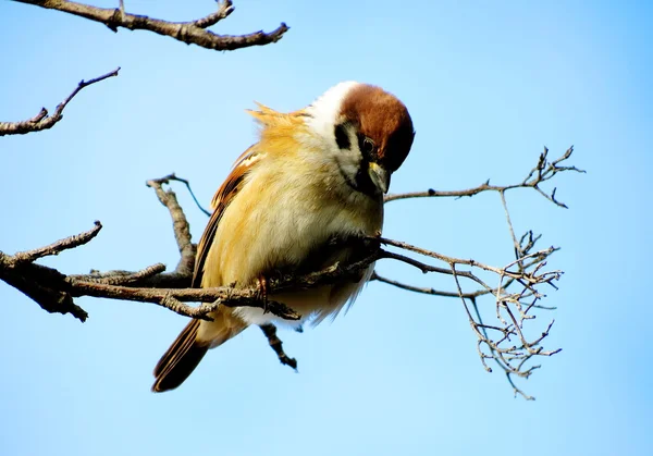 Vogels steppe Altaj — Stockfoto