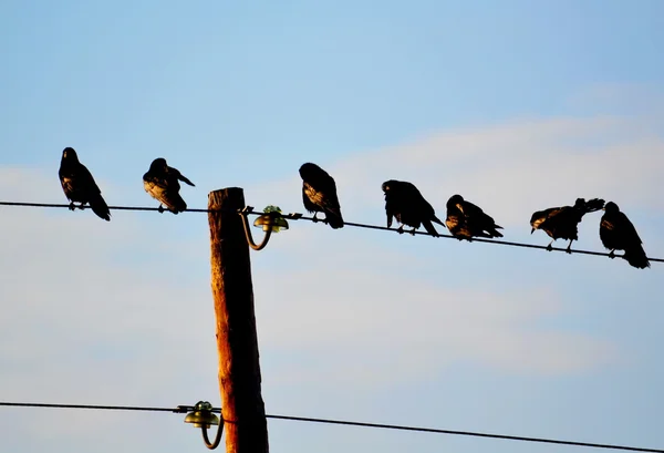 Aves estepa Altai Fotos de stock libres de derechos