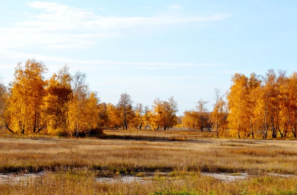 Doğa Altaya güzel sonbahar — Stok fotoğraf