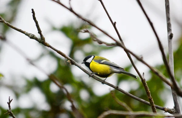 Steppe d'oiseaux Altaï — Photo