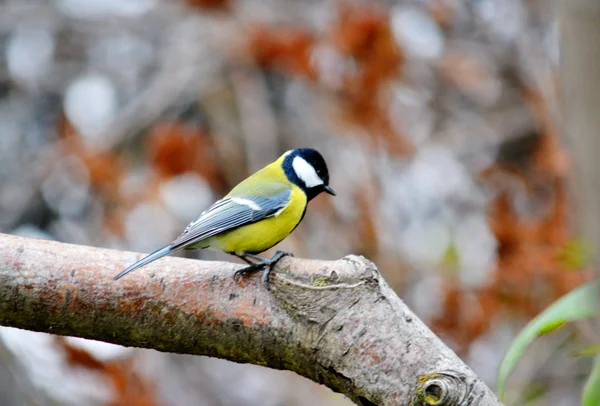 Aves estepa Altai — Foto de Stock