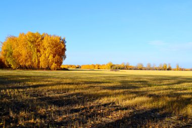 doğa Altaya güzel sonbahar