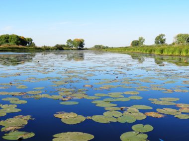 doğa Altaya güzel sonbahar