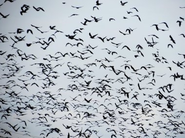 kuşlar bozkır Altay