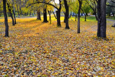 doğa Altaya güzel sonbahar