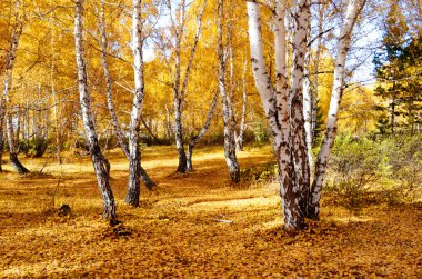 doğa Altaya güzel sonbahar