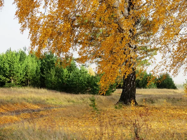 Природа Altaya дивної осені — стокове фото