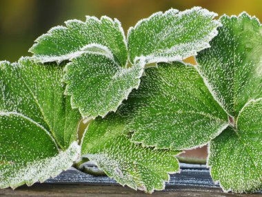 Güzel flowerses bozkırlarında