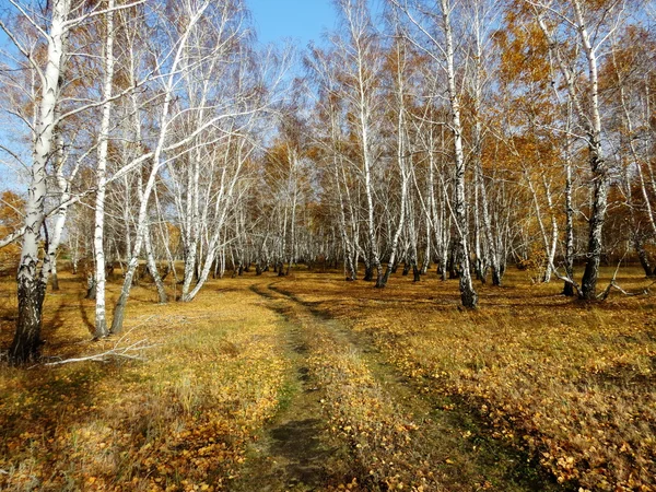 Природа Altaya дивної осені — стокове фото