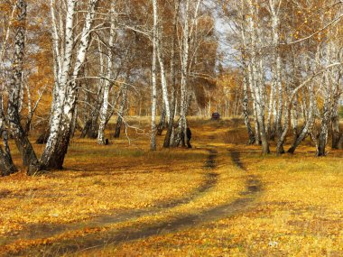 doğa Altaya güzel sonbahar