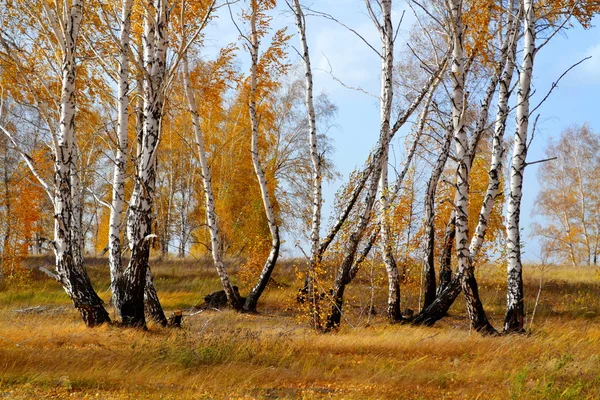 Naturaleza Altaya hermoso otoño — Foto de Stock