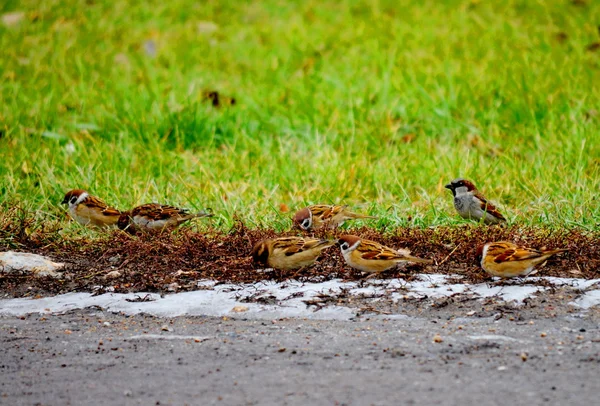 Vogels steppe dier — Stockfoto