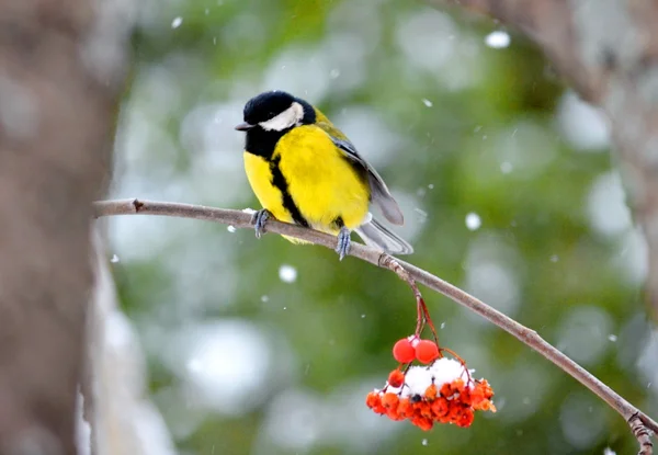 Aves estepe animal — Fotografia de Stock