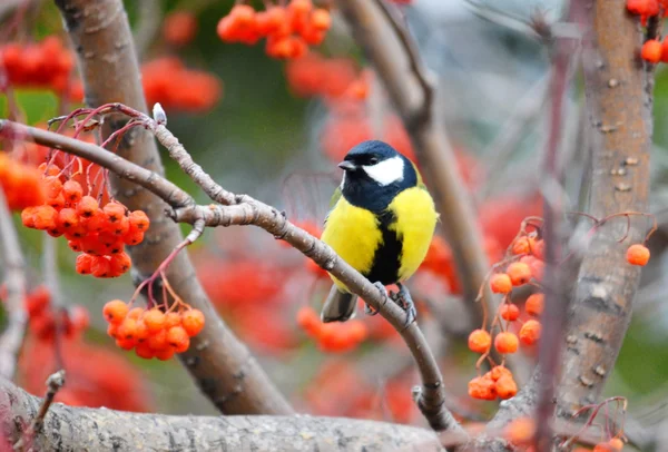 Aves estepa animal — Foto de Stock