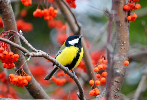 Oiseaux steppe animal — Photo