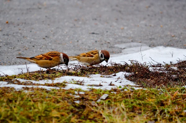 Vogels steppe dier — Stockfoto