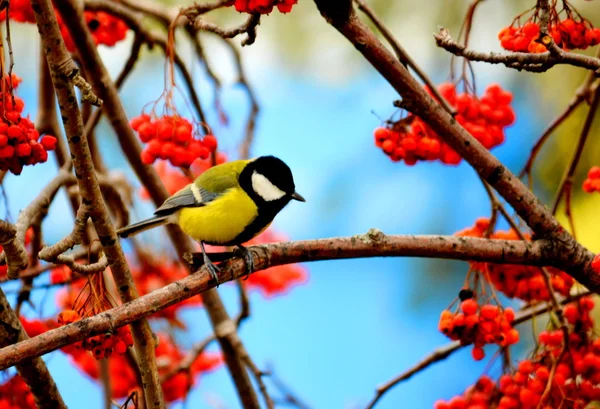 Aves estepa animal — Foto de Stock