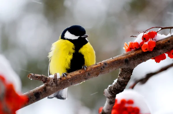 Kuşlar bozkır hayvan