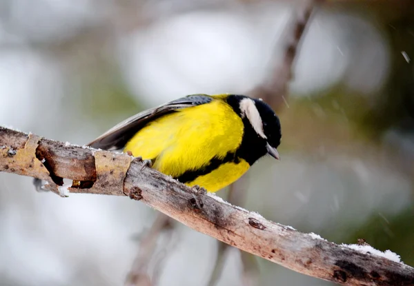 Aves estepa animal — Foto de Stock