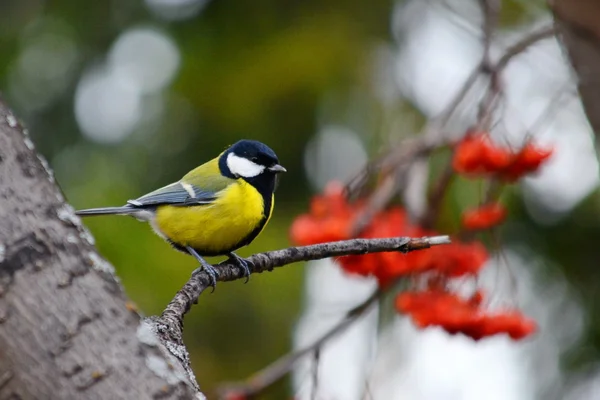 鳥草原動物 — ストック写真