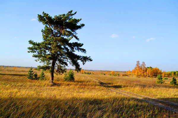 Природа Altaya дивної осені — стокове фото