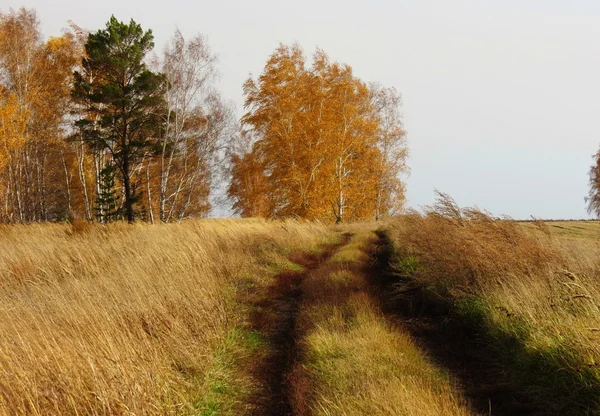 Naturaleza Altaya hermoso otoño — Foto de Stock