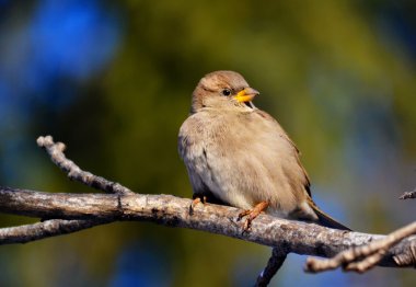 kuşlar bozkır Altay