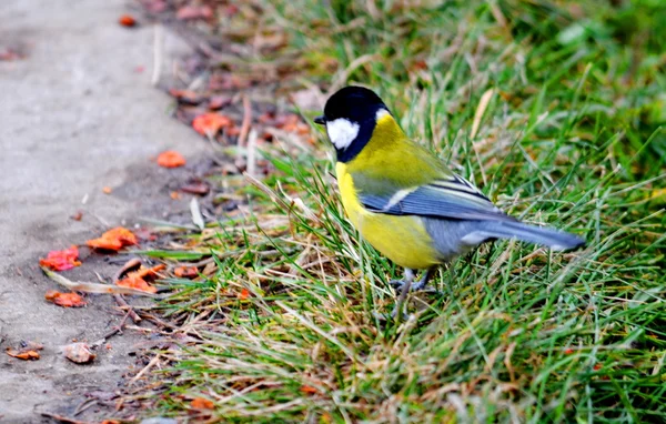 Aves estepa Altai — Foto de Stock