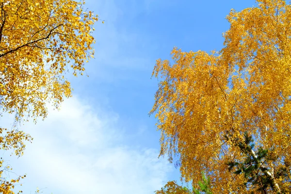 Natura Altaya bellissimo autunno — Foto Stock