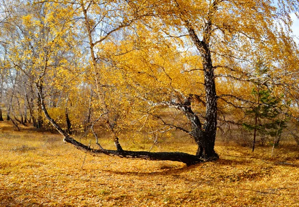 Naturaleza Altaya hermoso otoño —  Fotos de Stock