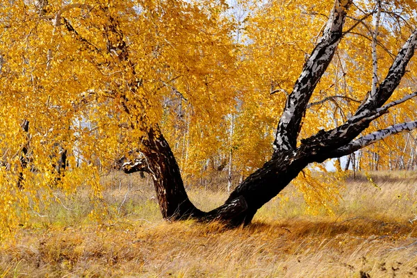 Φύση Altaya όμορφο φθινόπωρο — Φωτογραφία Αρχείου