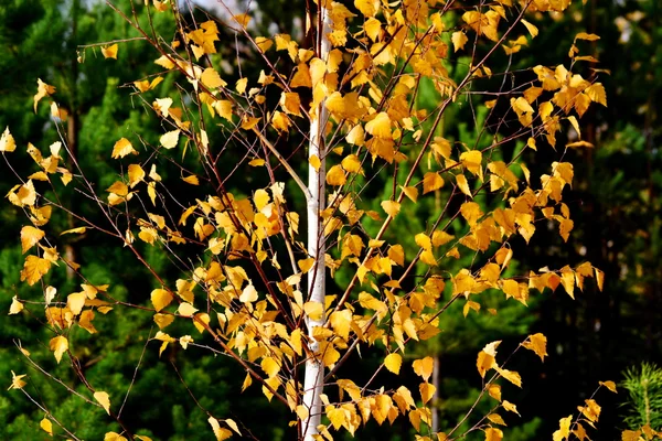 Natur altaya schönen Herbst — Stockfoto