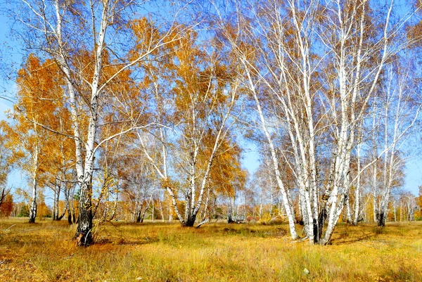 Naturaleza Altaya hermoso otoño —  Fotos de Stock