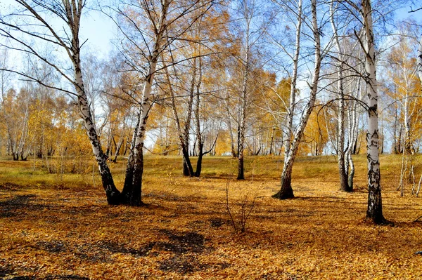 Naturaleza Altaya hermoso otoño — Foto de Stock