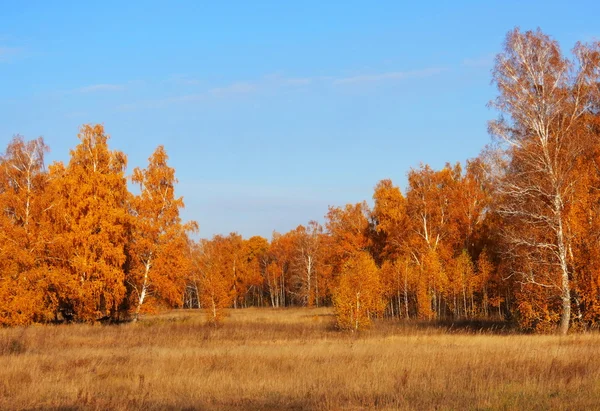 Doğa Altaya güzel sonbahar — Stok fotoğraf