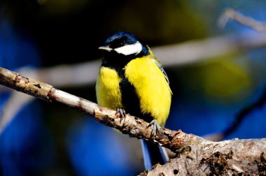 Küçük kuşlar bozkırlarında