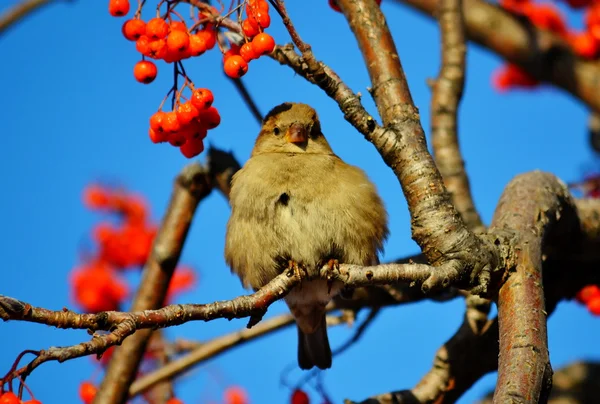 Małe ptaki stepy — Zdjęcie stockowe
