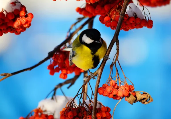 Steppes de petits oiseaux — Photo