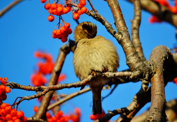 Kleine vogels steppen — Stockfoto