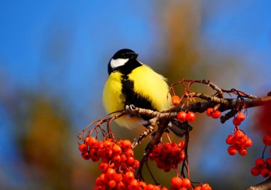 Küçük kuşlar bozkırlarında