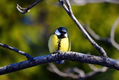 Küçük kuşlar bozkırlarında