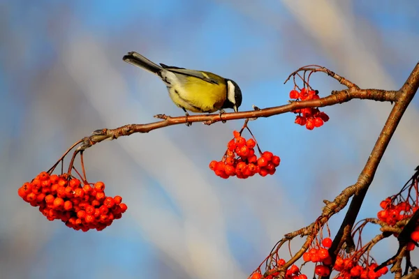 Kleine vogels steppen — Stockfoto