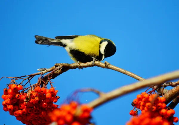 Küçük kuşlar bozkırlarında