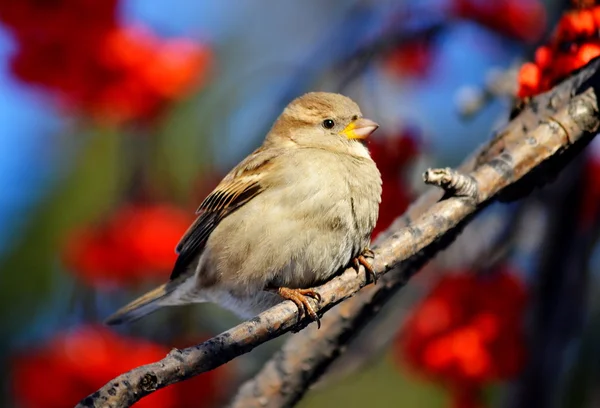 Small birds  steppes — Stock Photo, Image