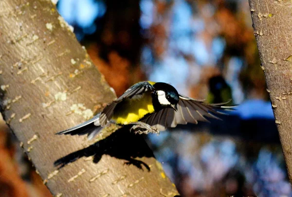 Kleine vogels steppen — Stockfoto